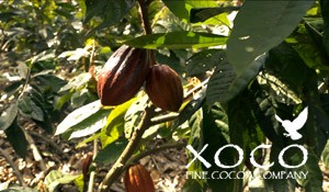 Xoco – Fine Cocoa Company
